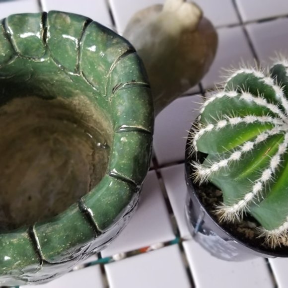 Turtle Planter with Barrel Cactus and Gift Card - Picture 6 of 7